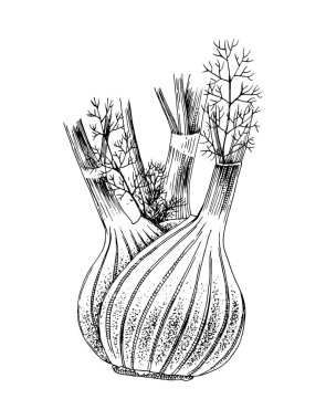 Beyaz arka plan üzerinde izole el çizilmiş rezene.