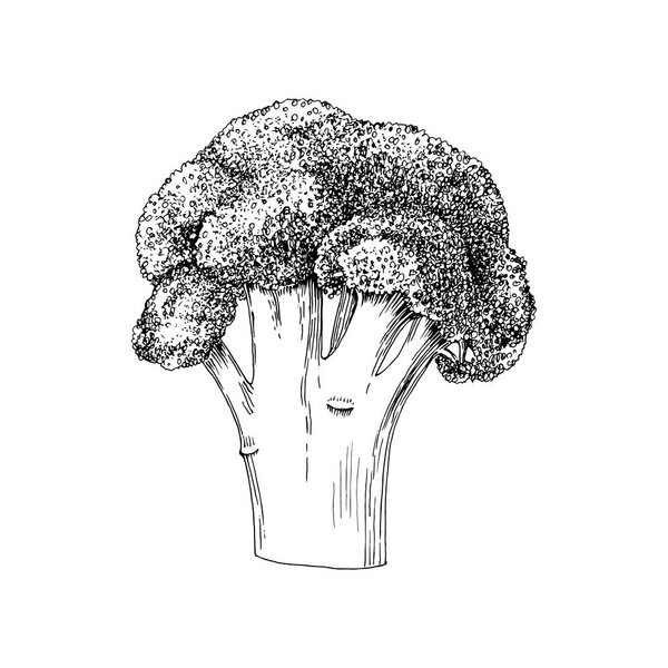Hand drawn broccoli isolated on white background