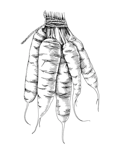 Ramo de zanahoria dibujado a mano — Vector de stock