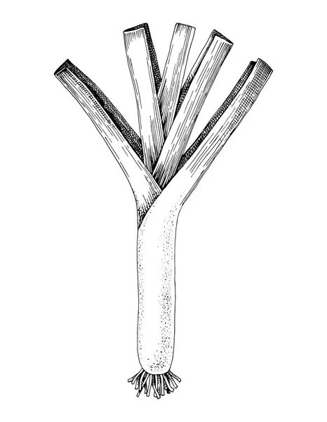 Alho-porro desenhado à mão isolado sobre fundo branco — Vetor de Stock