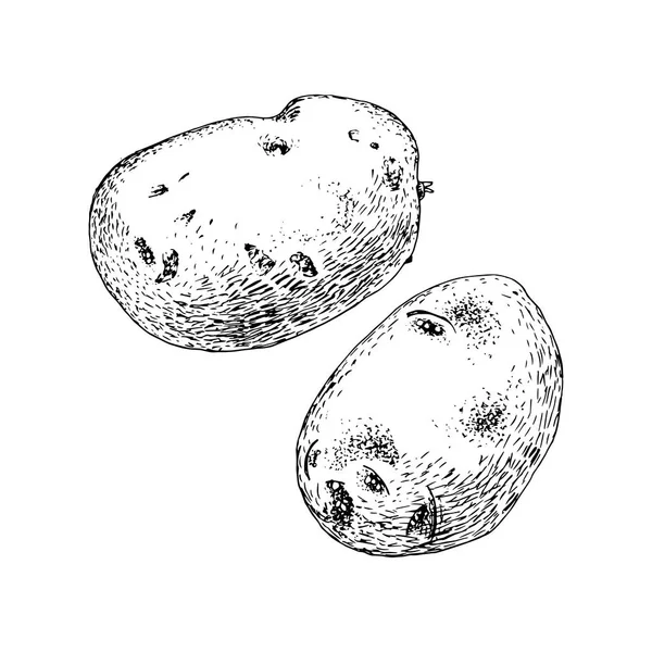 Handgezeichnete Kartoffel auf weißem Hintergrund — Stockvektor