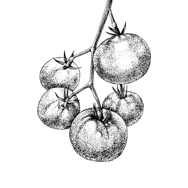 Ramo di pomodoro disegnato a mano — Vettoriale Stock