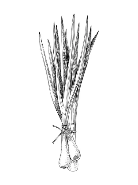 Ręcznie rysowane pęczki cebuli — Wektor stockowy