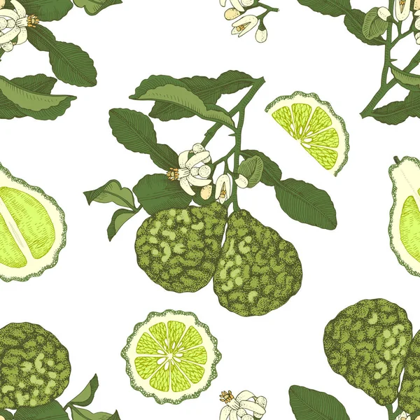 Modèle sans couture coloré avec bergamote — Image vectorielle