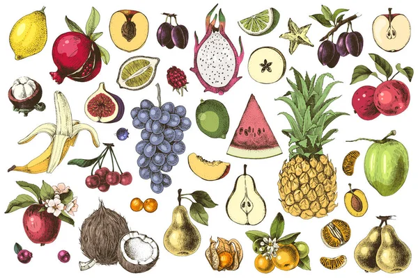 Set de fruits colorés dessinés à la main — Image vectorielle