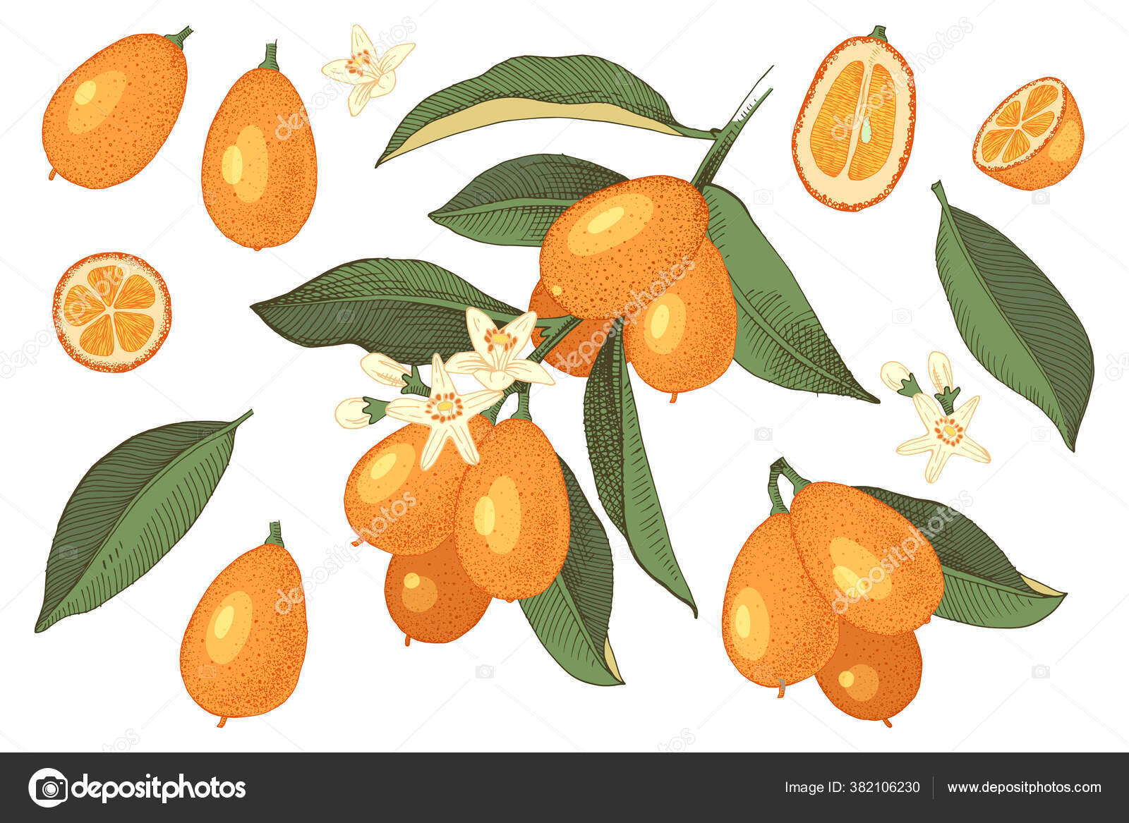 45 Cumquat-stockillustrasjoner | DepositPhotos, image size:1600x1167