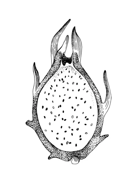 Mitad dibujada a mano oh pitaya fruta . — Vector de stock