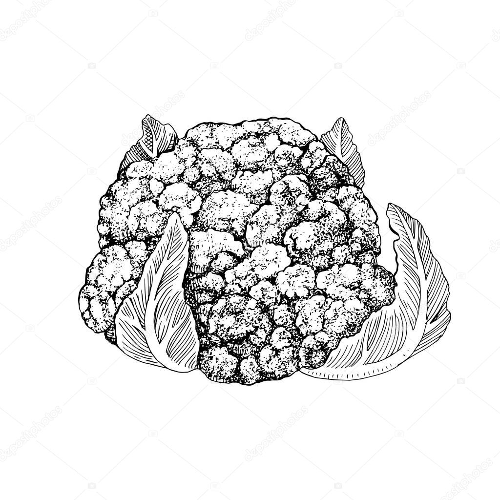 Hand drawn cauliflower illustration