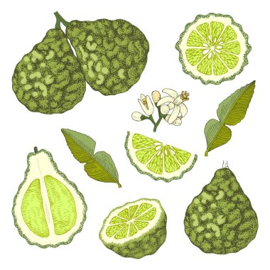 El çizimi bergamot koleksiyonu.