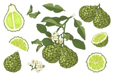 El çizimi bergamot koleksiyonu.