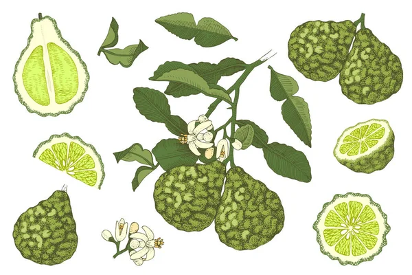 Colección de bergamota dibujada a mano . — Vector de stock