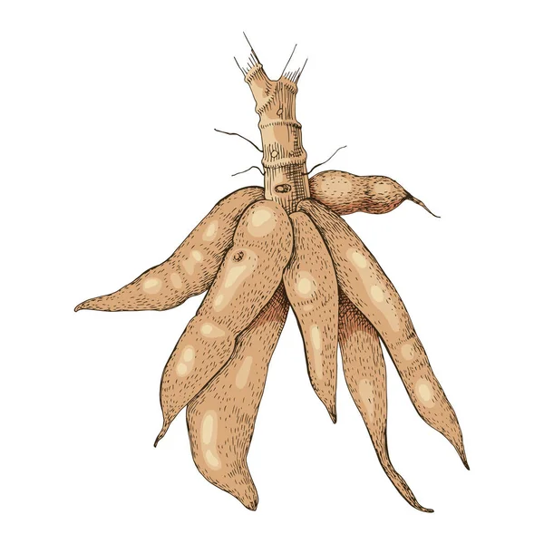Ręcznie czerpane rośliny manioku — Wektor stockowy