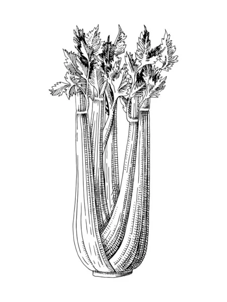 Hand drawn celery plant — Stock Vector