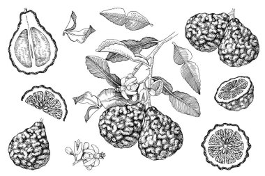 El çizimi bergamot koleksiyonu