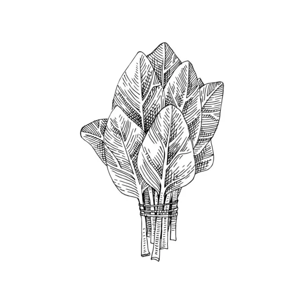Mazzo di spinaci disegnati a mano — Vettoriale Stock