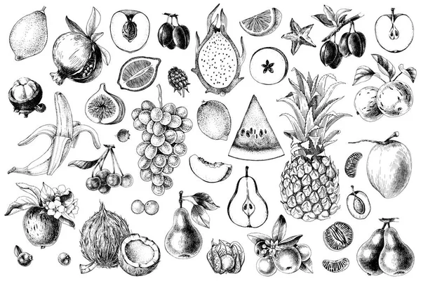 手绘五彩缤纷的水果 — 图库矢量图片