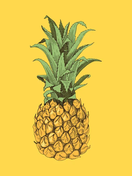 Handgezogene Ananas — Stockvektor