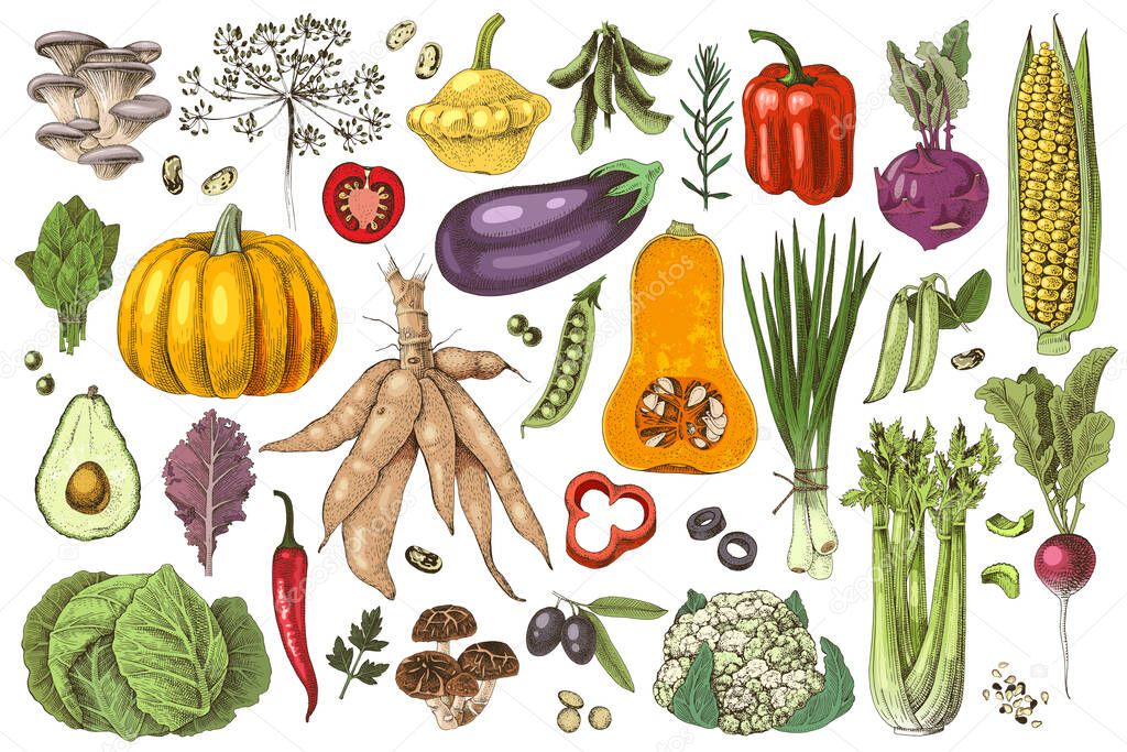 Hand drawn set of fresh vegetables and mushrooms