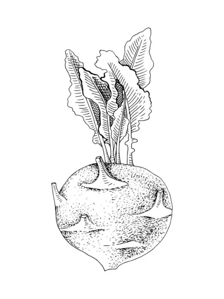 Pianta di cavolo rapa disegnata a mano — Vettoriale Stock