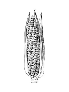 El çizimi mısır kulağı