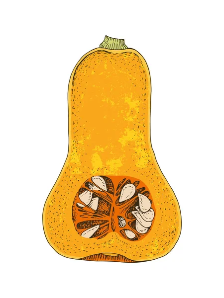 Mano dibujada la mitad de la calabaza de mantequilla — Vector de stock