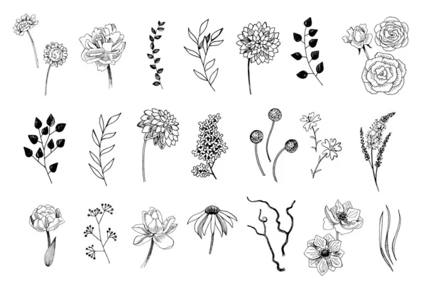 Zestaw ręcznie rysowanych kwiatów, liści i roślin — Wektor stockowy