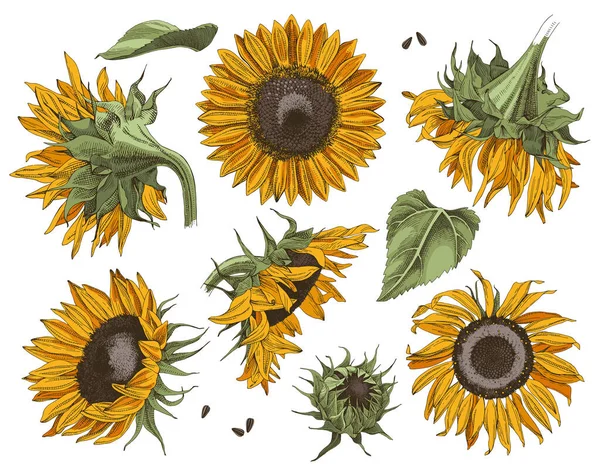 Hand drawn sunflowers set — Stock Vector