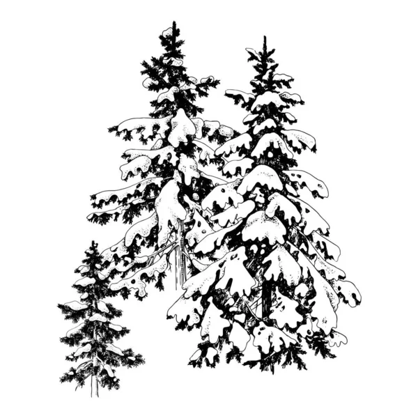 Hand drawn winter fir trees — Stock Vector
