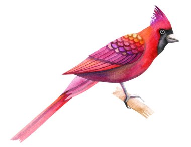 Kuş kırmızı kardinal dokulu kağıt üzerine suluboya tekniği boyalıdır. Beyaz arka plan üzerinde nesne.