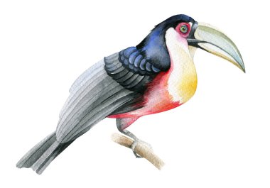 Toucan kuş suluboya çizimi. Beyaz arka plan üzerinde izole nesne.