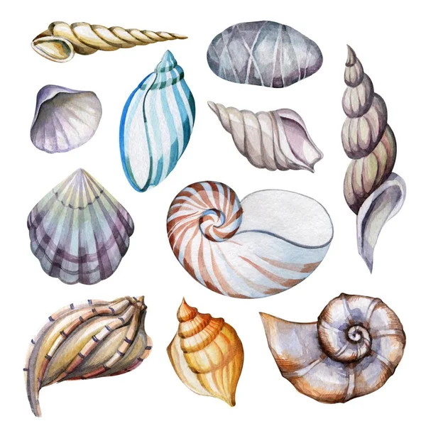Egy Sor Különböző Formájú Seashells Akvarell Rajz Tenger Mélyén Tenger — Stock Fotó