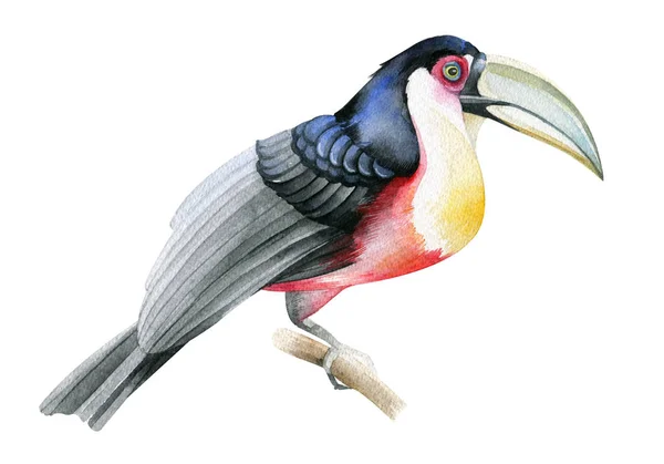 Oiseau Toucan Aquarelle Dessin Objet Isolé Sur Fond Blanc — Photo