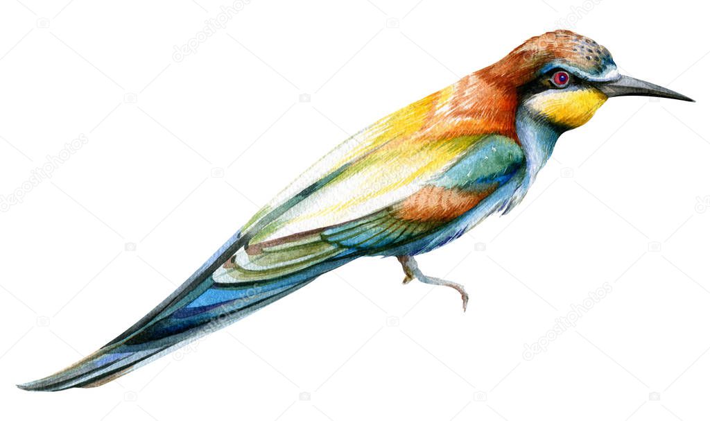Beef. A bright colorful bird. Watercolor drawing. Isolated object on white background. Wild nature.