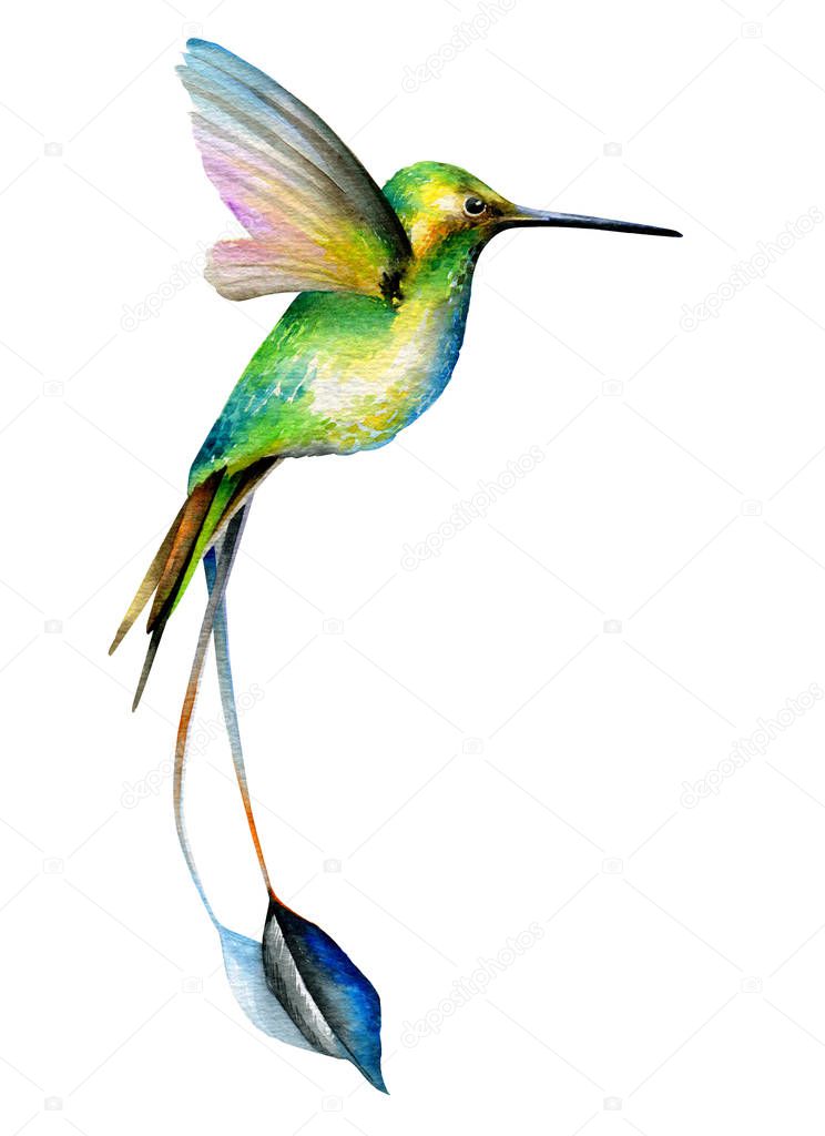 Hummingbird green bird. A little bird with a long tail in flight. Watercolor drawing. Isolated object on white background.