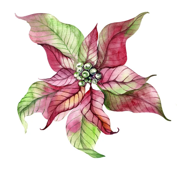 Christmas Symbol Poinsettia Flower Watercolor Drawing — Stock Photo, Image