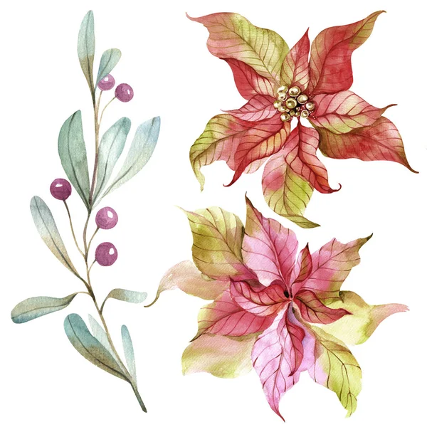 Set Christmas Poinsettia Flowers Twigs Red Berries Watercolor Drawing Isolated — Stock Photo, Image