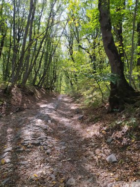 Sonbahar ormanlarında yol