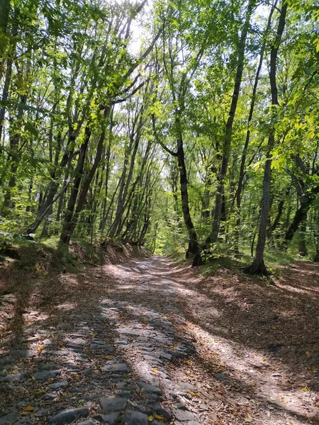 Chemin Dans Forêt Automne — Photo