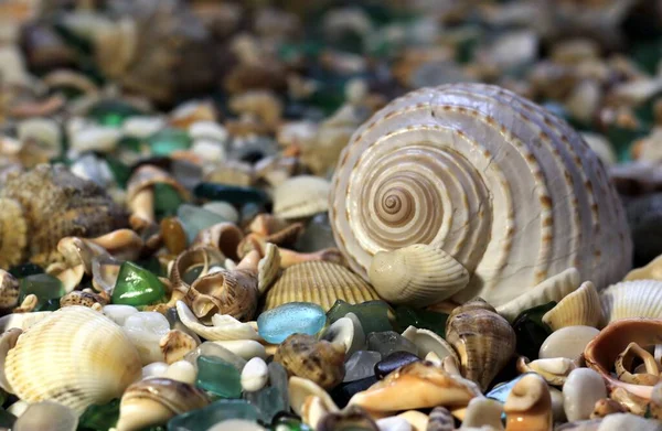 Beautiful Seashell Glass — Stock Photo, Image