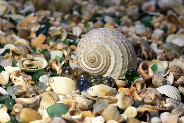 Bella Conchiglia Con Vetro — Foto Stock