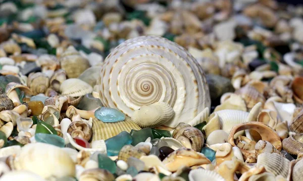 Conchas Com Vidro Praia — Fotografia de Stock