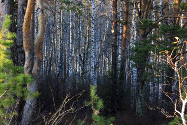 Sonbaharda gizemli Sibirya Ormanı