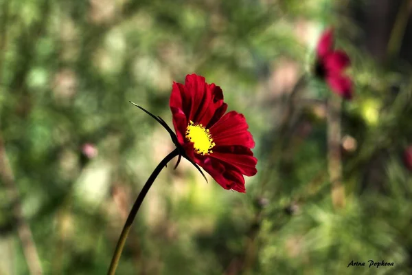 Mooie Rode Bloem Tuin — Stockfoto