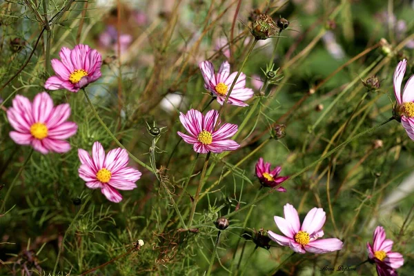 Pink Flowers Autumn Garden — Stock Photo, Image