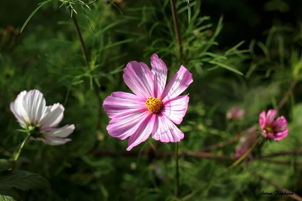 Rosa Blume Gras — Stockfoto