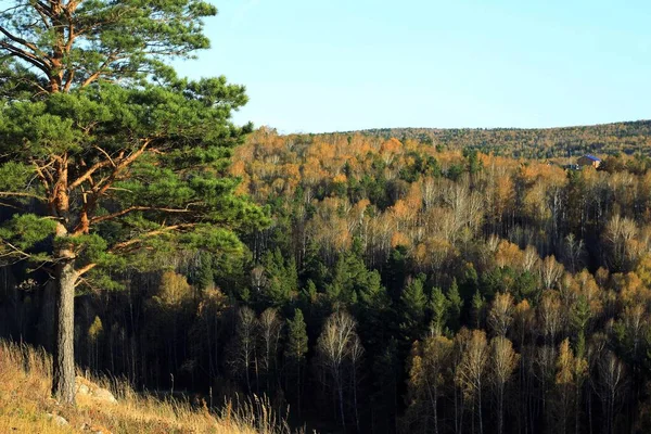 Floresta Siberiana Outono — Fotografia de Stock