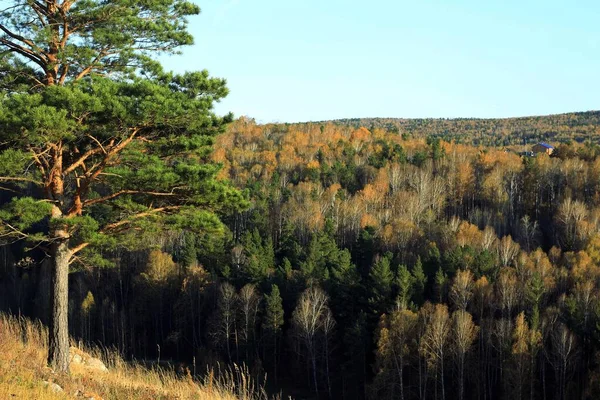 Foresta Siberiana Autunno — Foto Stock