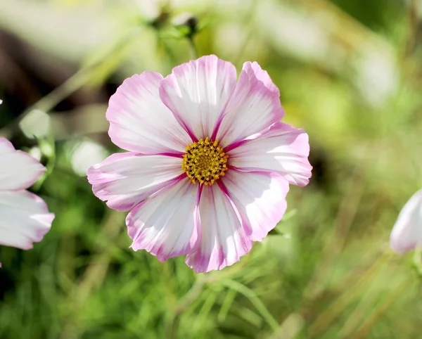 white flower in the green garden