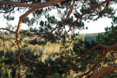 Çam dallarının arasından geçen Sibirya sonbahar ormanı