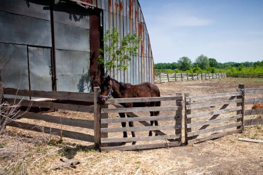 Güneşli bir günde at çiftliğinde çayırda tay.